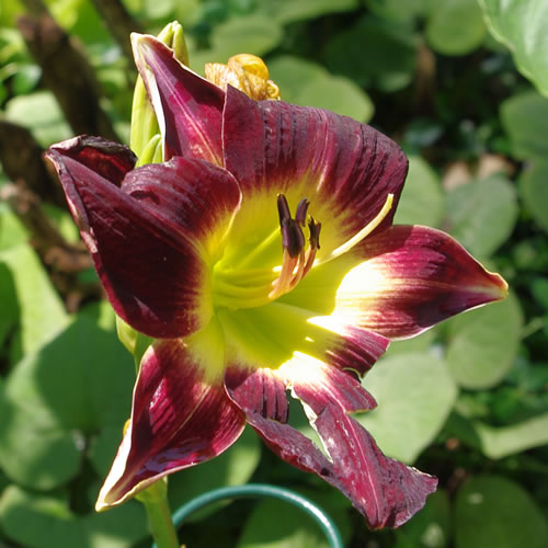 Hemerocallis Regal Finale
